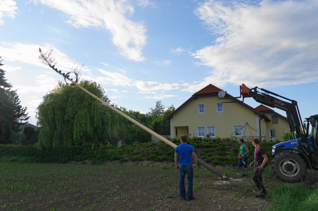 Maibaum-Umlegen