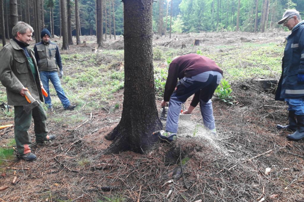 Maibaumholen 2019